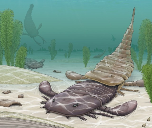 eurypterid_rect