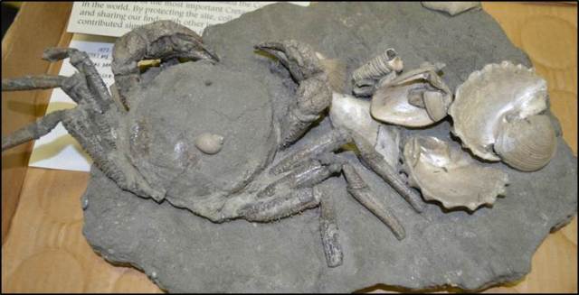 well-preserved-cc-crab